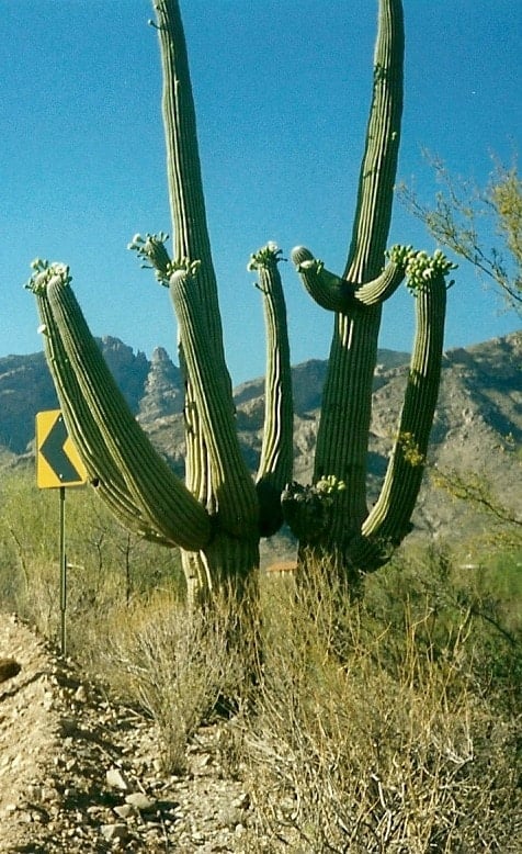 cactus_arizona