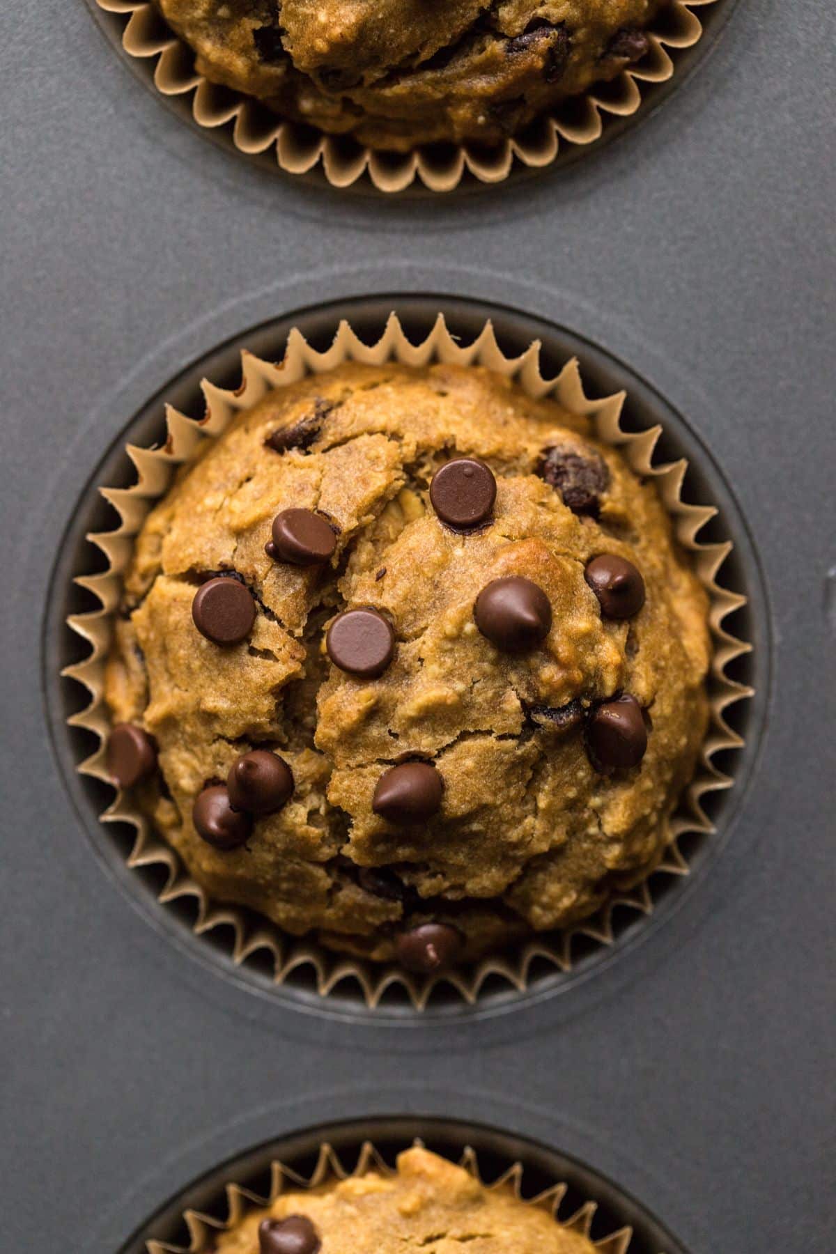 A close up of butternut squash muffin with chocolate chips in a muffin pan.